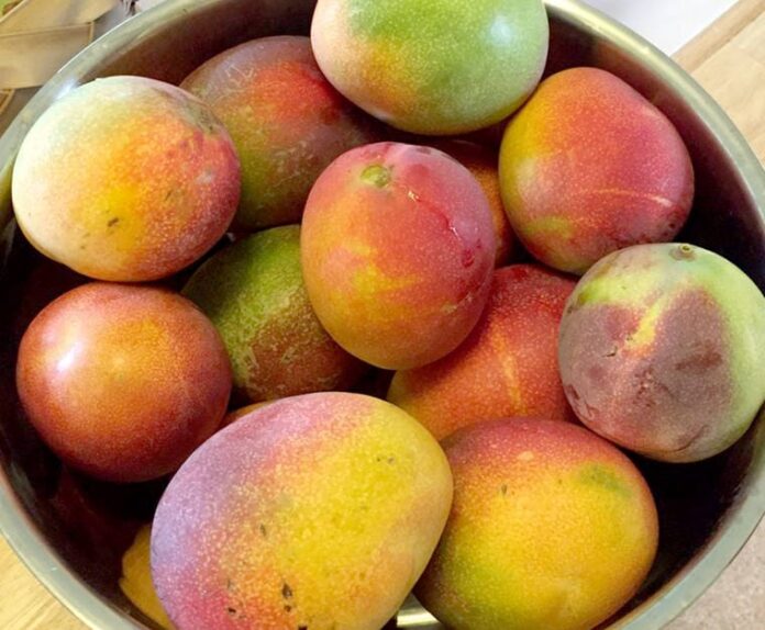 mango.jpeg