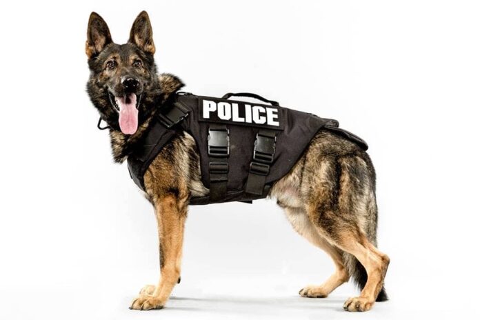 K9.jpg