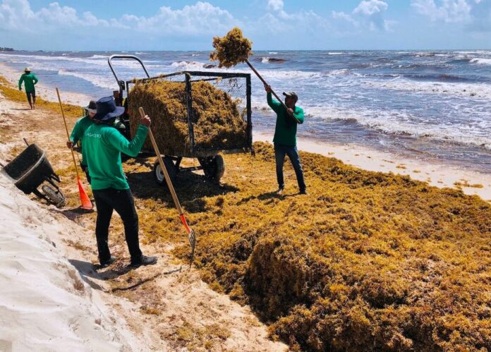 Sargassum.jpeg