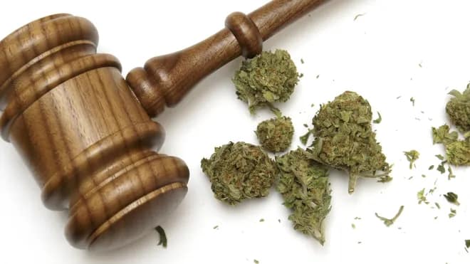 cannabis.webp