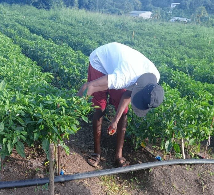farm-e1739304549389.jpg