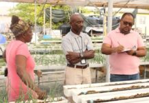 FAO helps farmers assess investment opportunities and preparedness of protected agriculture farms in Antigua and Barbuda
