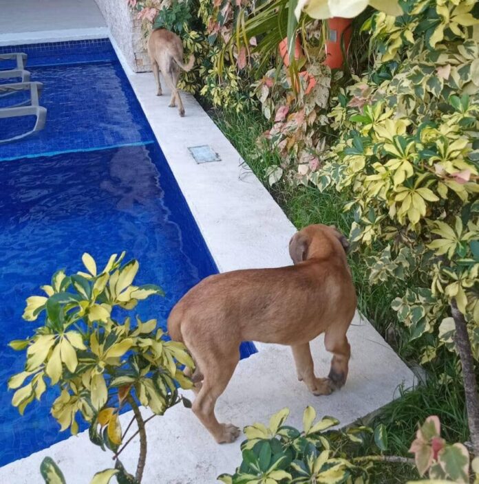 dogs-e1769093062208.jpg