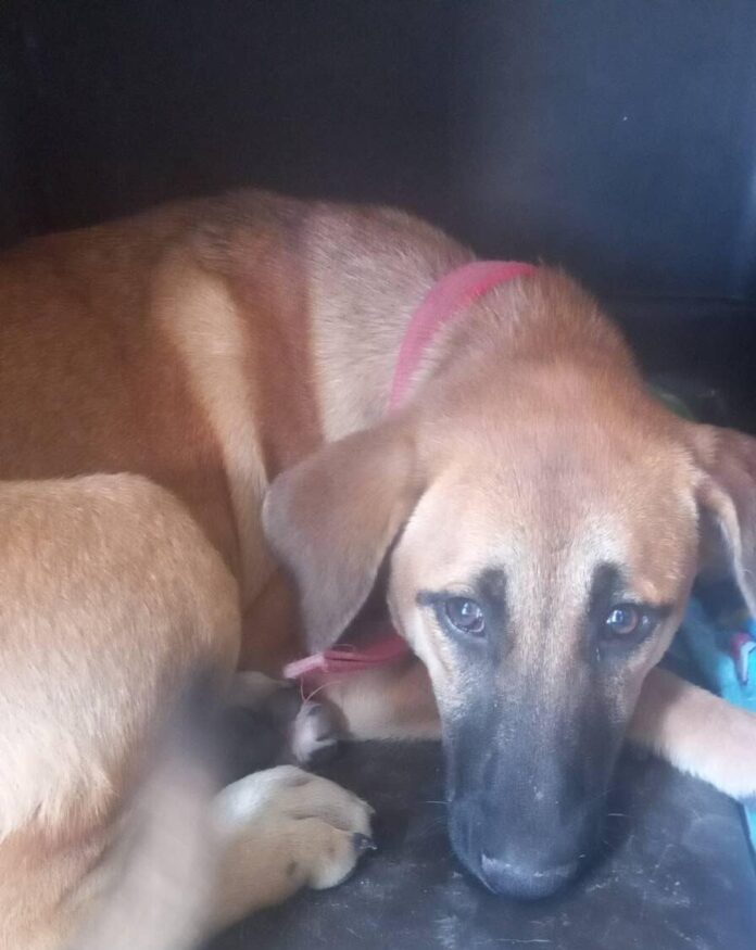 Dog-e1771511118381.jpg