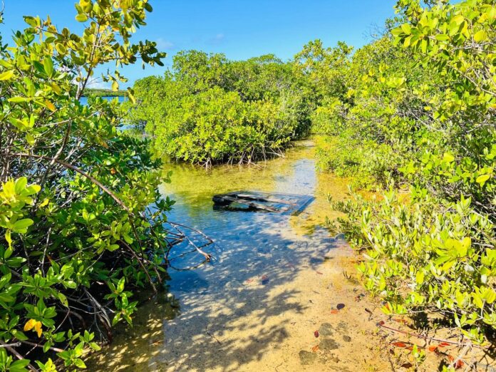 Parham-Wetlands-Courtesy-EcoShores-Sustainable-Futures-Network-IHO-Nature-Rangers.jpeg
