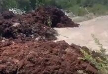 Jumby Bay Orders Swift Removal of Seaweed Following Environmental Complaints