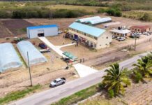 Building the Foundation for a More Food-Secure Antigua and Barbuda